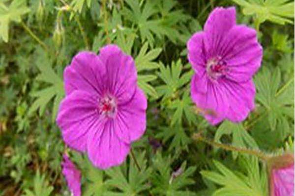 Geranium \x27Tiny Monster\x27