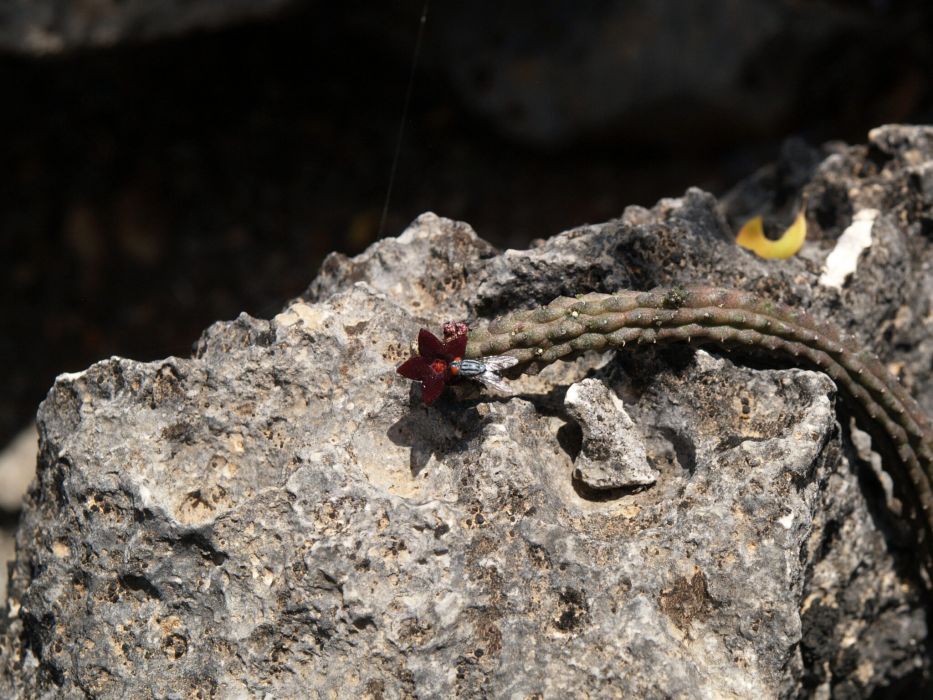 Echidnopsis bentii Echidnopsis bentii