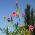 肖角蒿 肖角蒿