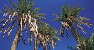 阿里什的棕櫚樹