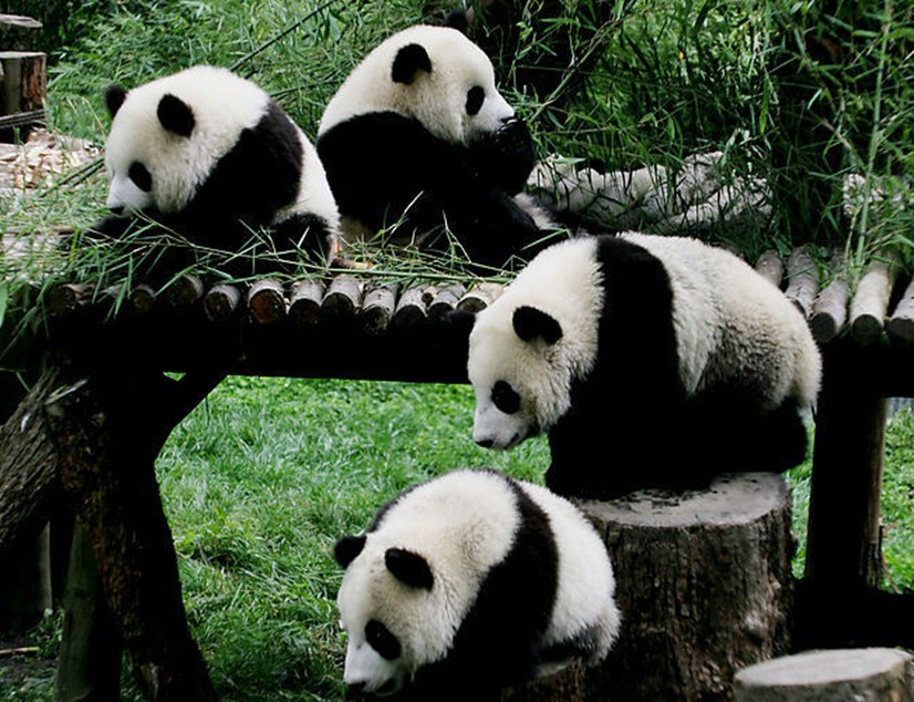 大熊貓社會