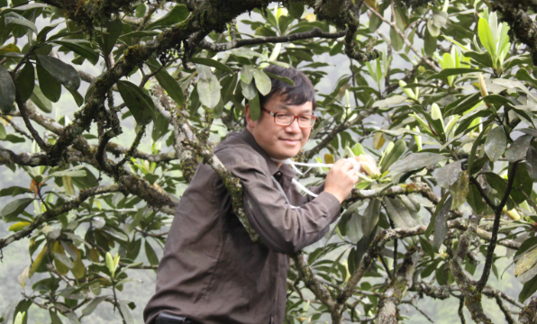 曾慶文研究員2011年5月做華蓋木傳粉實驗
