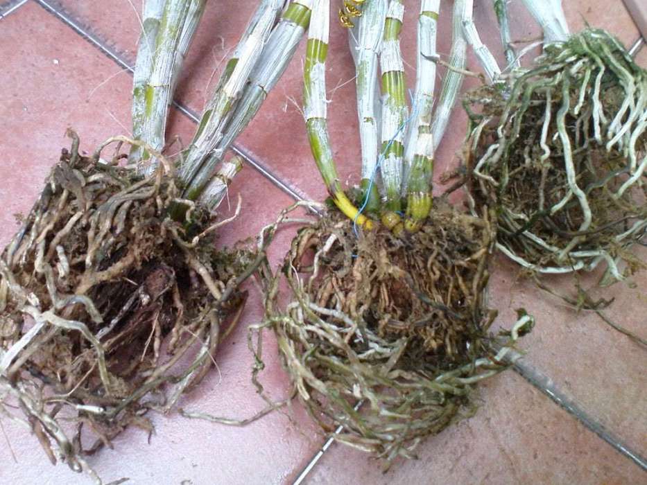 樂斛1號 樂斛1號