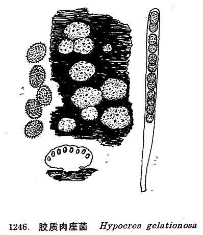 膠質肉座菌 膠質肉座菌