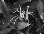 斑漏斗蛛(Agelena naevia)