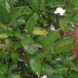 防城茶 防城茶