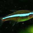 綠食星魚 綠食星魚
