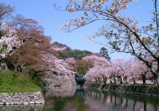 櫻花溫泉