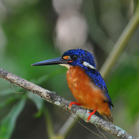 藍耳翠鳥雲南亞種