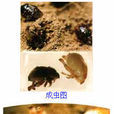 麥根蝽象 麥根蝽象