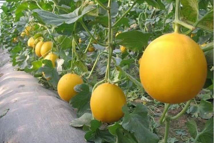金香蜜瓜 金香蜜瓜