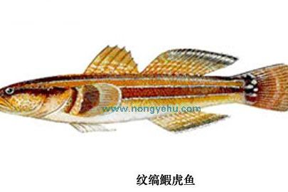 縞鰕虎魚屬