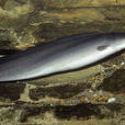 裸臀魚 裸臀魚