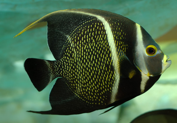 黃斑刺蓋魚(巴西刺蓋魚)