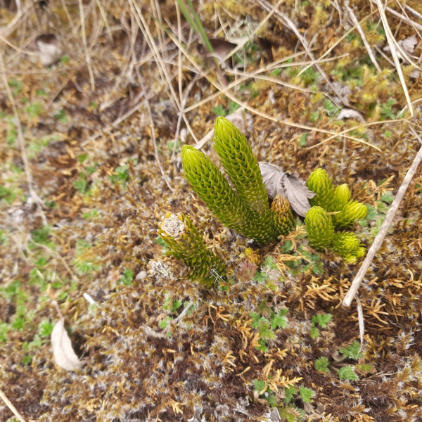 Phlegmariurus stephani