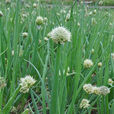 蔥(食用蔬菜)