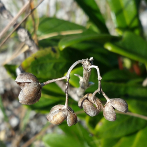 Danais volubilis