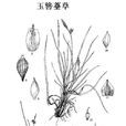 玉簪薹草 玉簪薹草