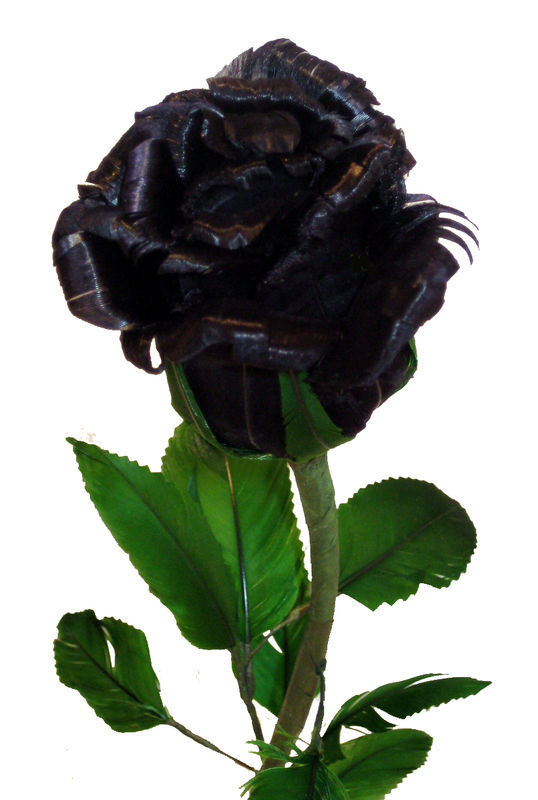 黑玫瑰不存在，黑玫瑰圖片均為PS作品