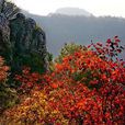 鳩山 鳩山