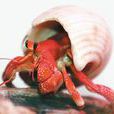 草莓寄居蟹(海洋動植物)