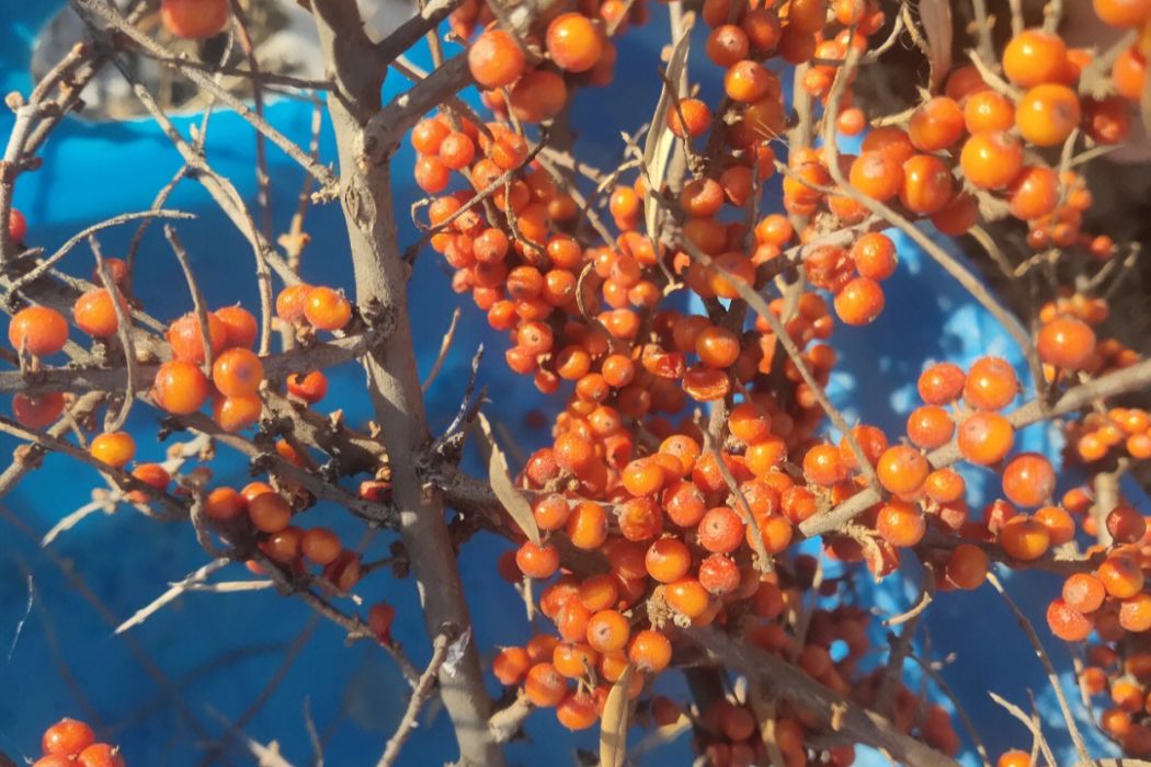 紅霞沙棘 紅霞沙棘