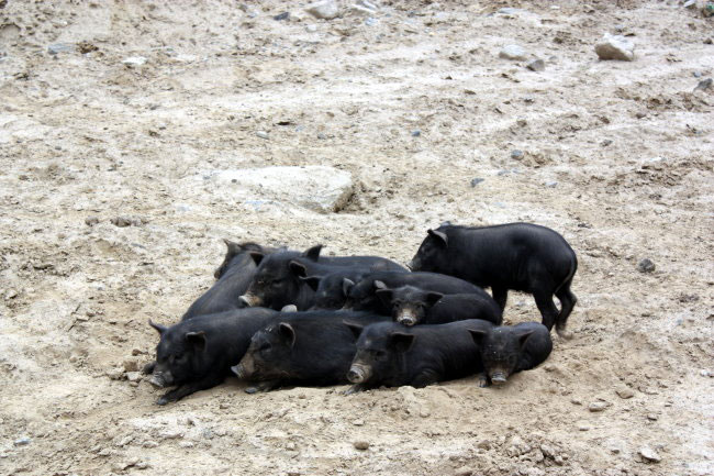 一群正在休息的藏香豬