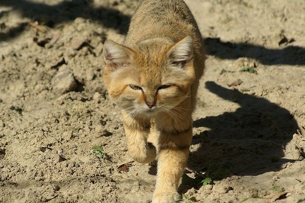 沙丘貓阿拉伯亞種