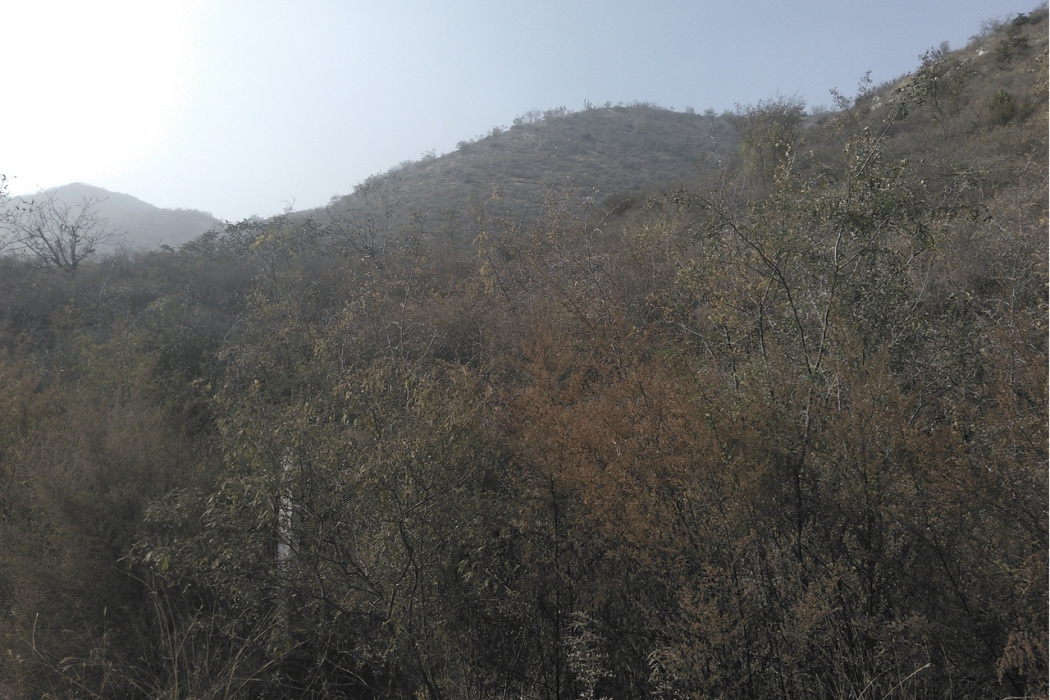 虎頭山(山西省武鄉縣太岳山脈北段山脈) 虎頭山(山西省武鄉縣太岳山脈北段山脈)
