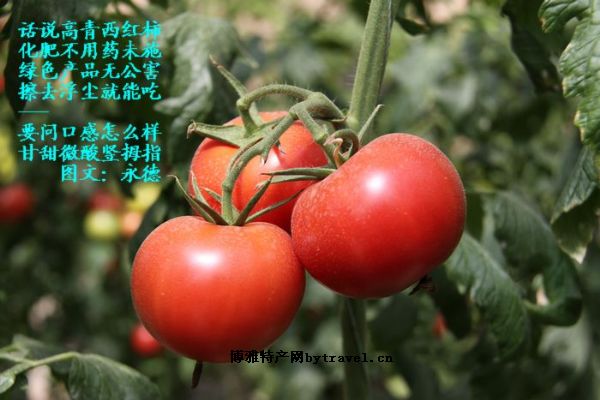 高青西紅柿