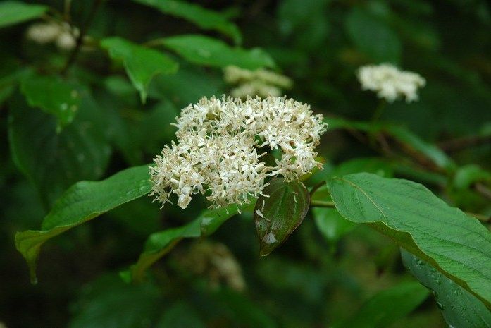 小花棶木(山茱萸科山茱萸屬植物) 小花棶木(山茱萸科山茱萸屬植物)