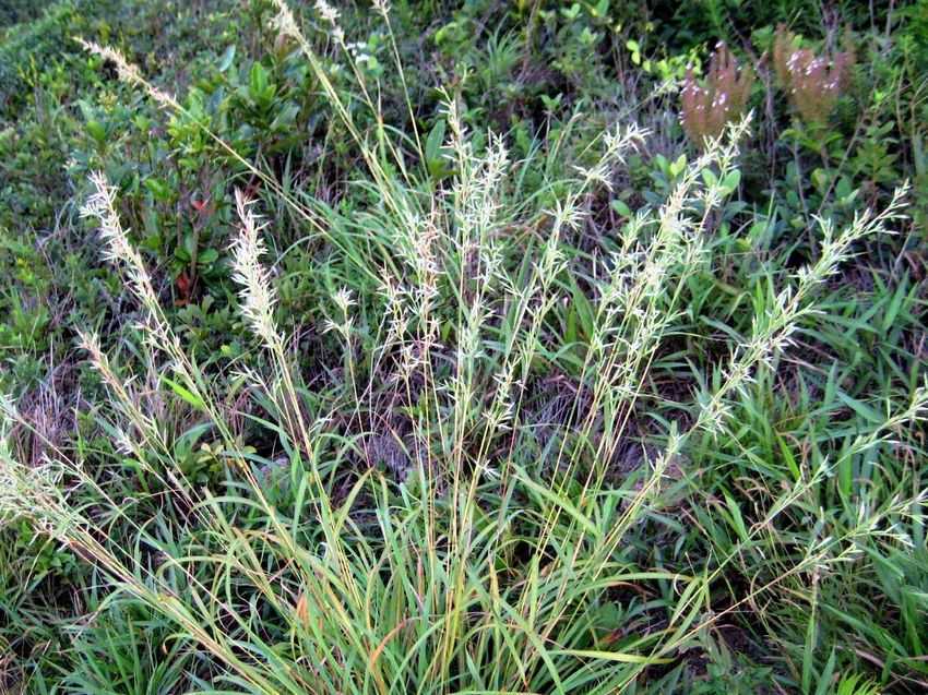 亞香茅(金桔草) 亞香茅(金桔草)