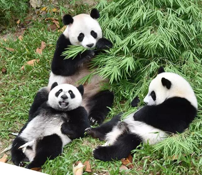 熊貓三胞胎