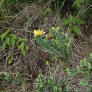 Hypericum styphelioides