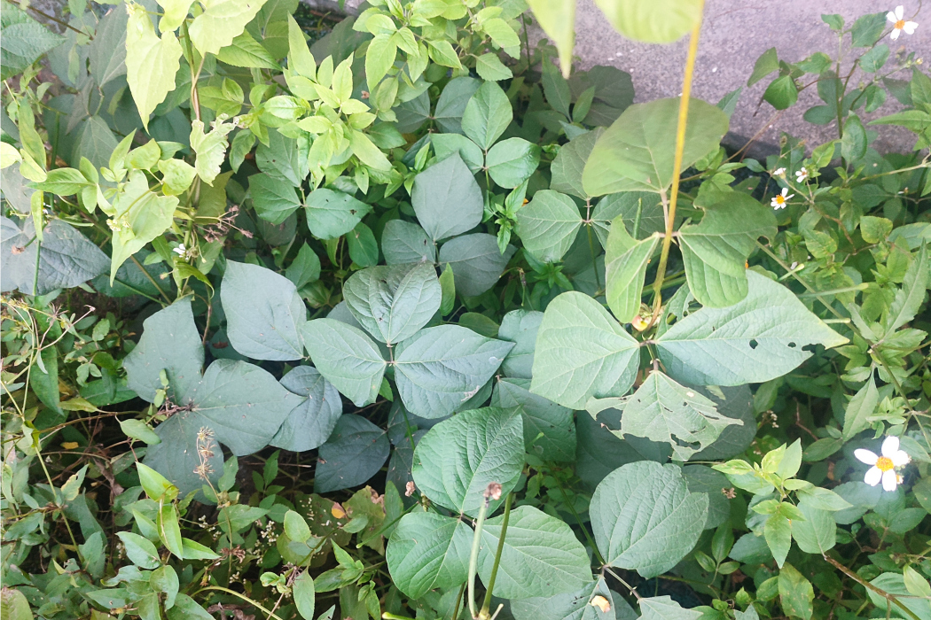 沉沙豆 沉沙豆
