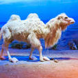 白駱駝(駱駝的白化種)