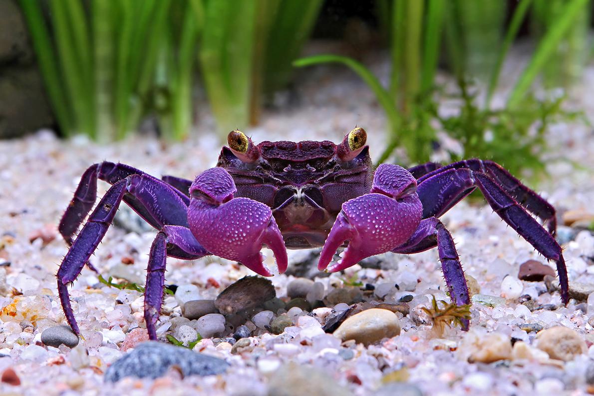 紫吸血鬼蟹
