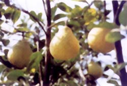 黃馬鄉水果產業（梨）