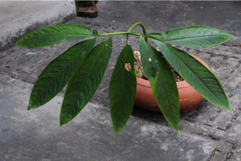 補蚌磨芋