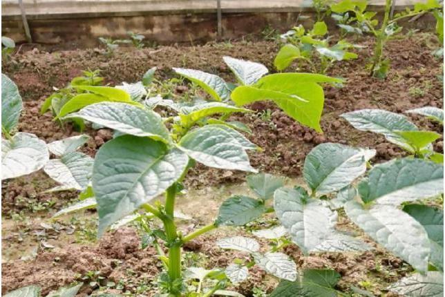 渝科薯1號 渝科薯1號