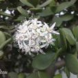 玉樹花 玉樹花