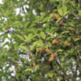 茶梨
