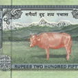 尼泊爾牛節