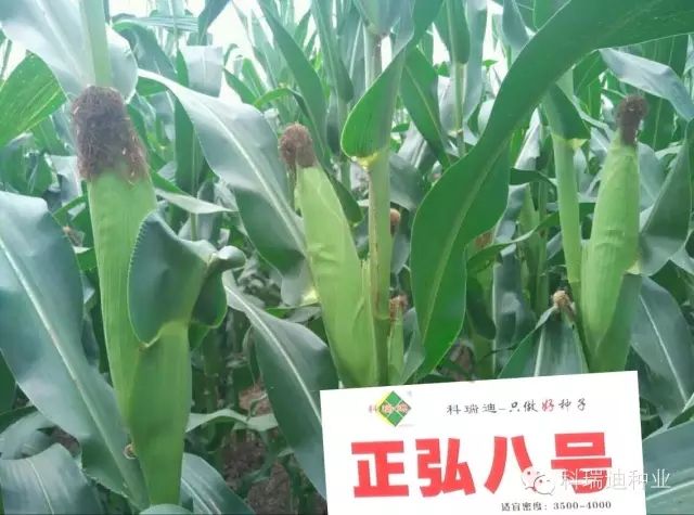 正弘八號 正弘八號