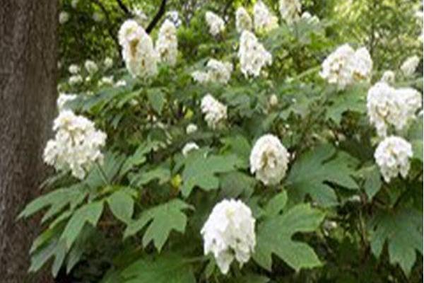 Hydrangea quercifolia \x27Flemygea\x27 SNOW QUEEN Hydrangea quercifolia \x27Flemygea\x27 SNOW QUEEN