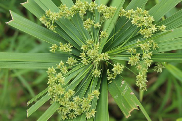 傘莎草 傘莎草