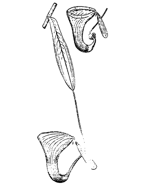 編號為“Bünnemeijer 938”標本的插圖