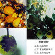 梨黃粉蚜