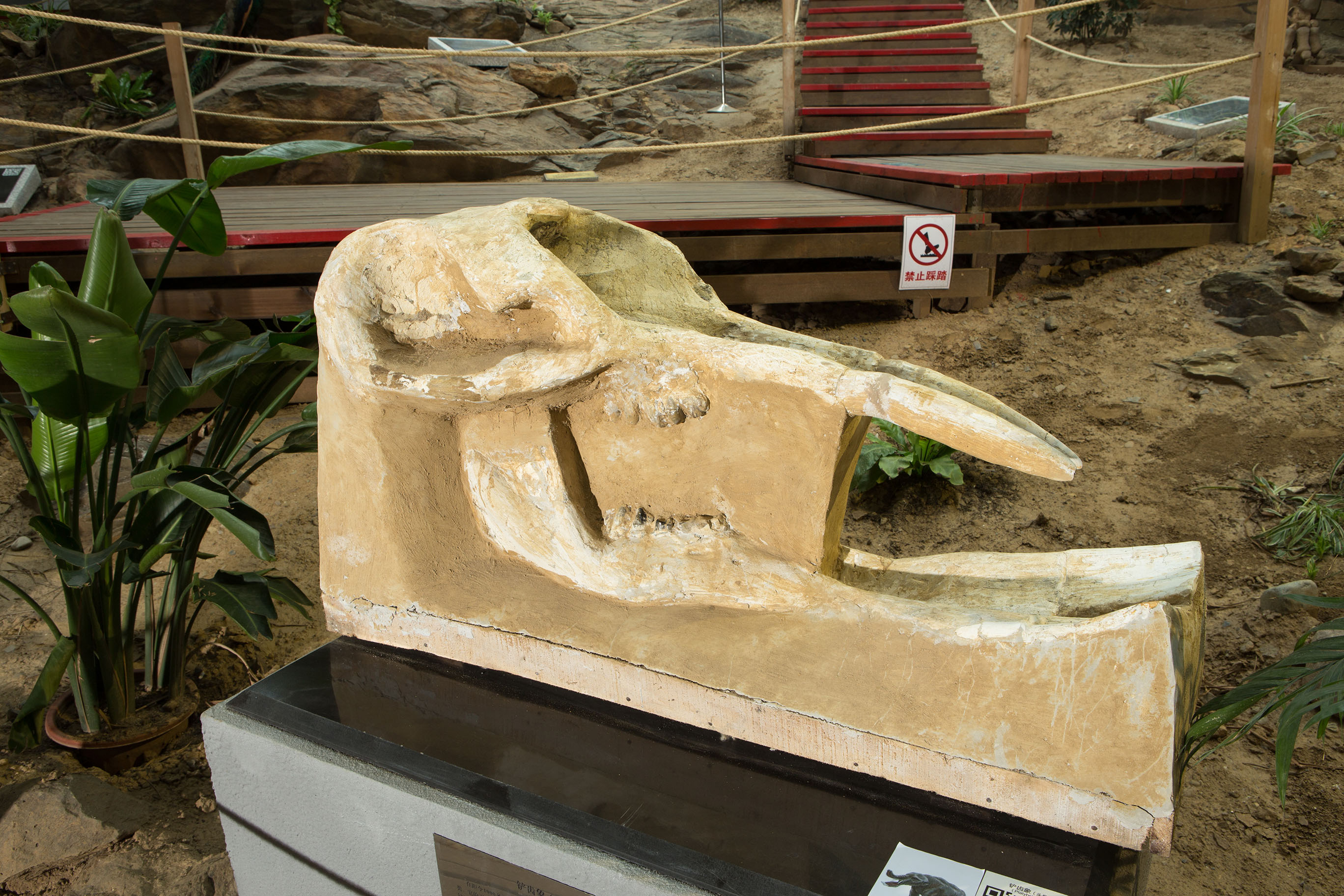 鏟齒象頭骨化石