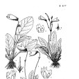 尖瓣粗筒苣苔
